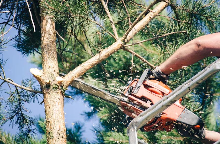 Émondage ou élagage : ne confondez plus ces termes