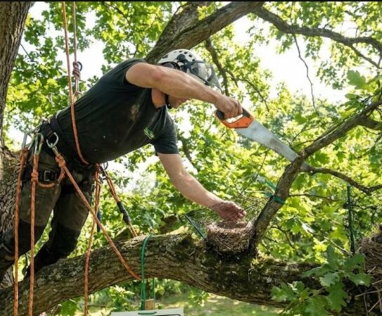 Sécuriser les nids d’oiseaux pendant l’élagage