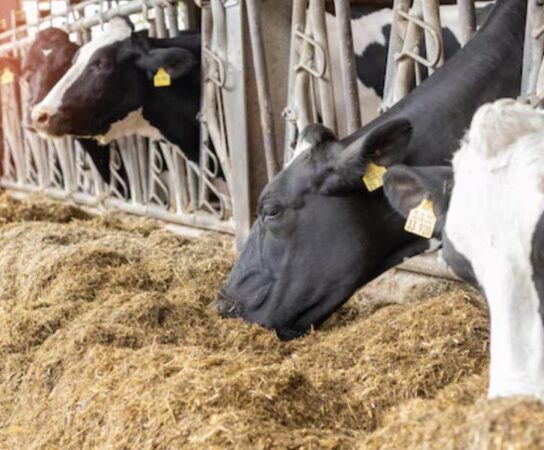 Gérer la transition alimentaire pour éviter l&rsquo;acidose chez les bovins