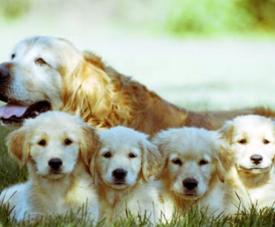 Reproduction canine et génomique : sélectionner les meilleures mères dès la naissance