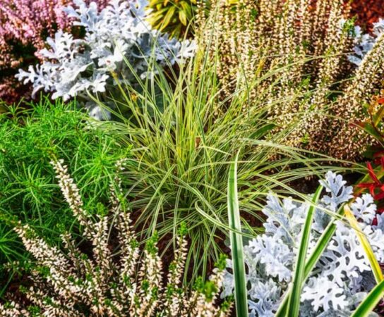 Plan de plantation pour massifs : harmoniser couleurs et textures