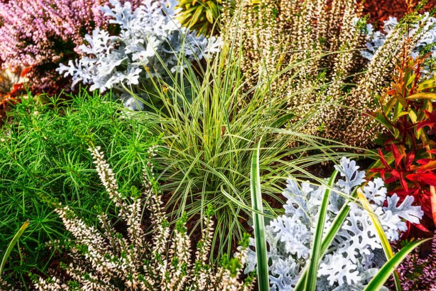 Plan de plantation pour massifs : harmoniser couleurs et textures