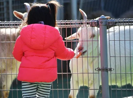 Quelle hauteur de clôture choisir pour sécuriser un troupeau de moutons ?