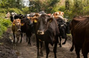 Élevage bovin : traçabilité efficace grâce aux boucles électroniques