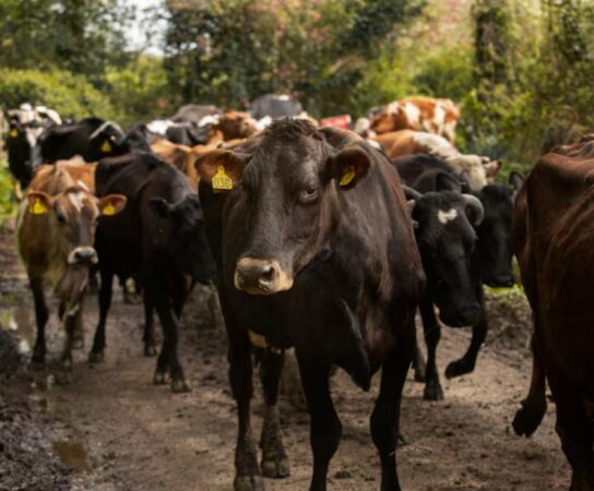Élevage bovin : traçabilité efficace grâce aux boucles électroniques