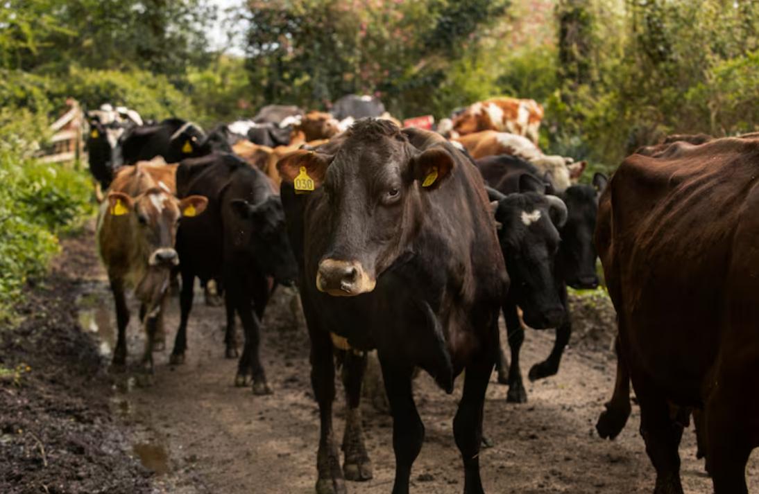 Élevage bovin : traçabilité efficace grâce aux boucles électroniques