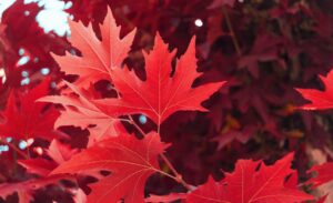 Érable : les démarches responsables pour vos arbres