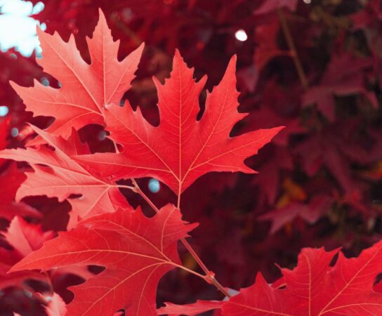 Érable : les démarches responsables pour vos arbres