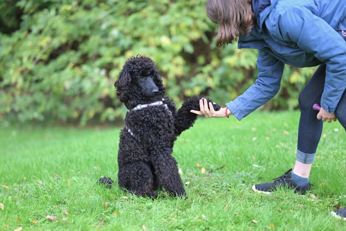 Dressage au rappel : l&rsquo;exercice qui peut sauver la vie de votre chien