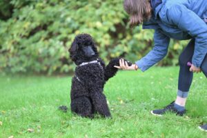 Dressage au rappel : l&rsquo;exercice qui peut sauver la vie de votre chien