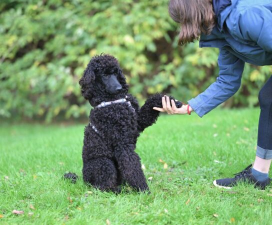 Dressage au rappel : l&rsquo;exercice qui peut sauver la vie de votre chien