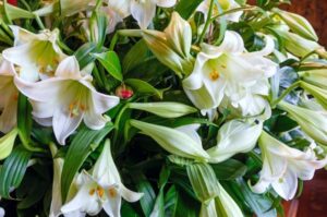Comment les fleurs de Bach peuvent restaurer votre bien-être émotionnel