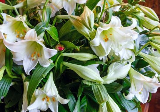 Comment les fleurs de Bach peuvent restaurer votre bien-être émotionnel