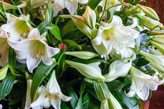 Comment les fleurs de Bach peuvent restaurer votre bien-être émotionnel