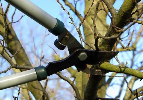 Taille d&rsquo;arbres fruitiers : les erreurs à éviter