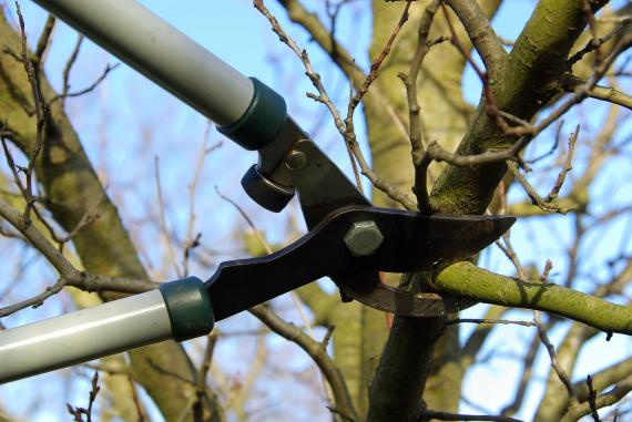 Taille d&rsquo;arbres fruitiers : les erreurs à éviter