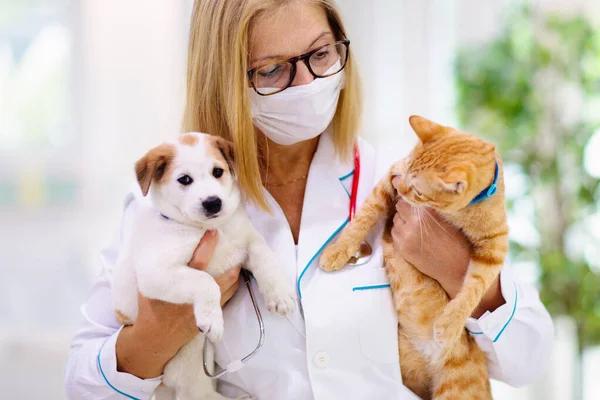 Détartrage vétérinaire vs hygiène dentaire quotidienne