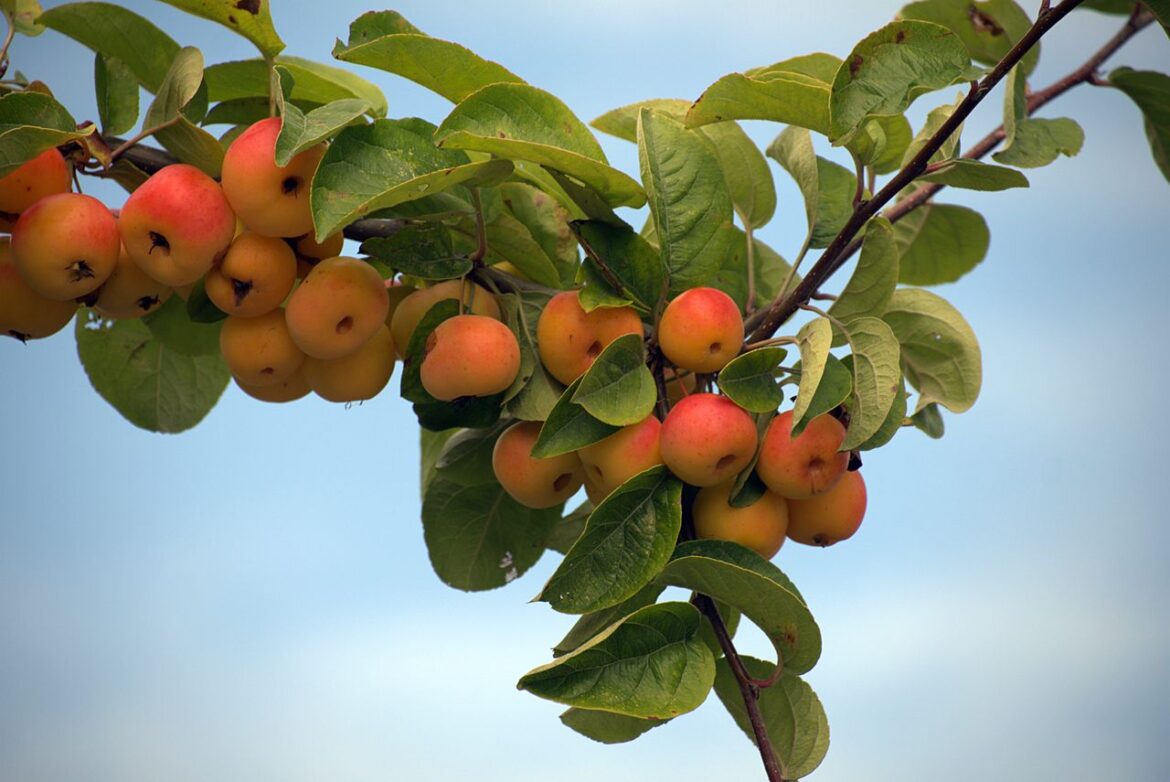 Pourquoi le greffage est nécessaire pour avoir de bons fruits?