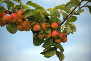 Pourquoi le greffage est nécessaire pour avoir de bons fruits?