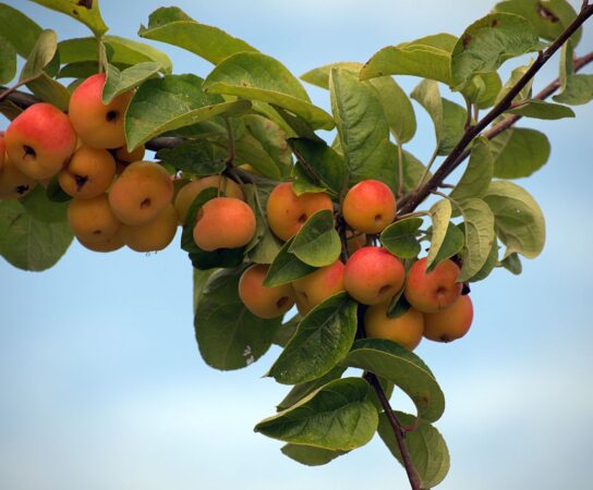Pourquoi le greffage est nécessaire pour avoir de bons fruits?