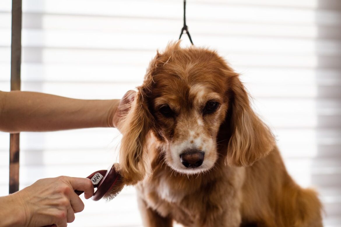 Mon chien a été traumatisé au salon de toilettage : que faire?