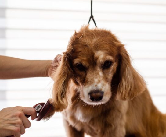 Mon chien a été traumatisé au salon de toilettage : que faire?