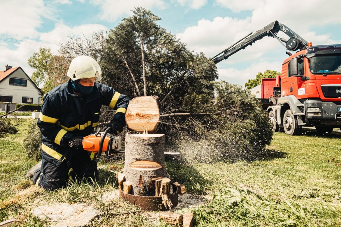 Abattage d&rsquo;arbres dépérissant : les techniques de coupe par rétention