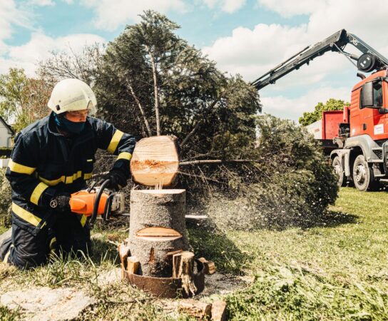 Abattage d&rsquo;arbres dépérissant : les techniques de coupe par rétention