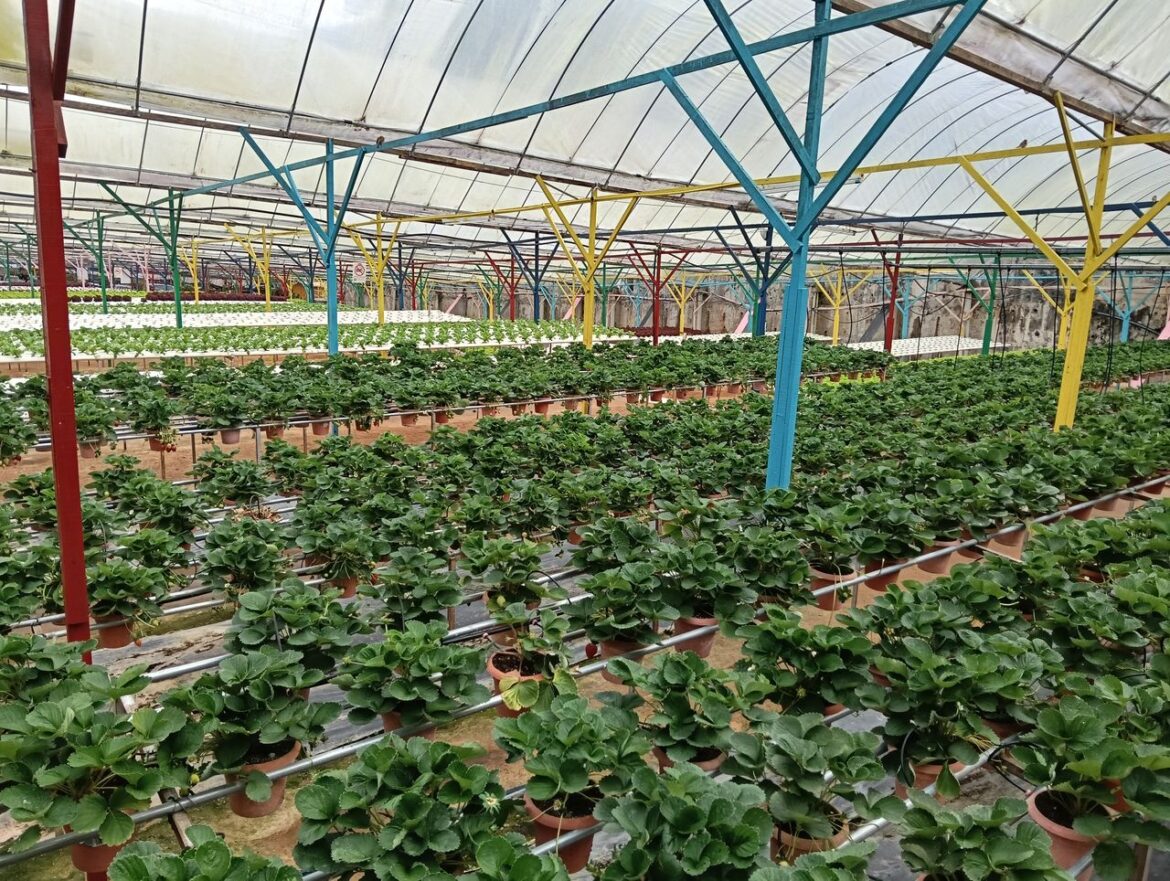 Climatisation serre et hygrométrie : éviter le développement du Botrytis