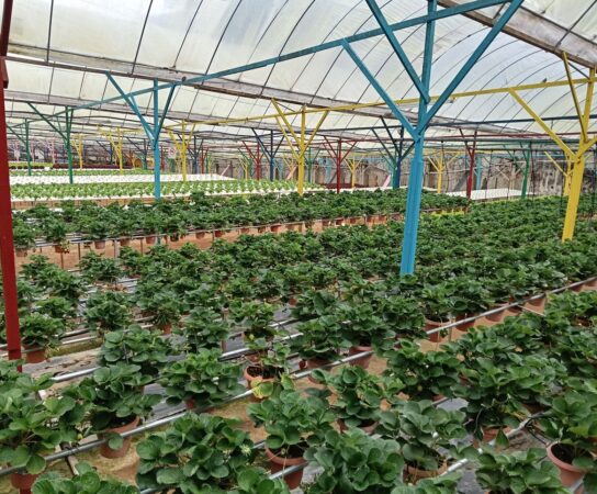 Climatisation serre et hygrométrie : éviter le développement du Botrytis