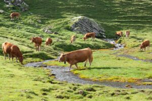 Compostage vs Méthanisation : quel destin pour vos effluents d&rsquo;élevage ?