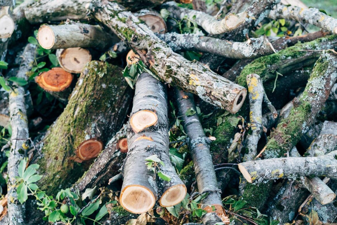 Comment valoriser les branchages d&rsquo;élagage en broyat pour le paillis?