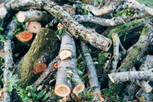 Comment valoriser les branchages d&rsquo;élagage en broyat pour le paillis?