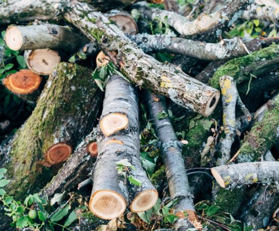 Comment valoriser les branchages d&rsquo;élagage en broyat pour le paillis?